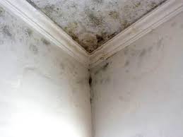 Wauregan, CT Mold Removal Company